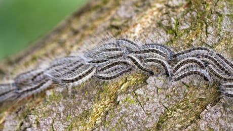 UK Gardeners Warned Not To Touch 'Toxic' Caterpillar This June