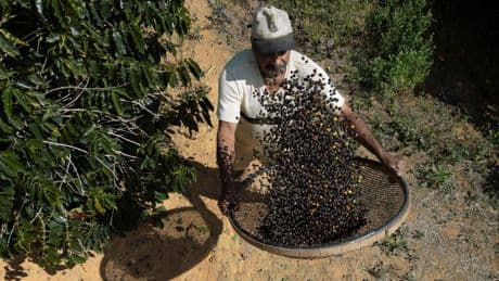 Koffie is nu al best prijzig, en het wordt nog veel duurder. Goedkopere alternatieven zijn er wel, maar weinig mensen stappen over