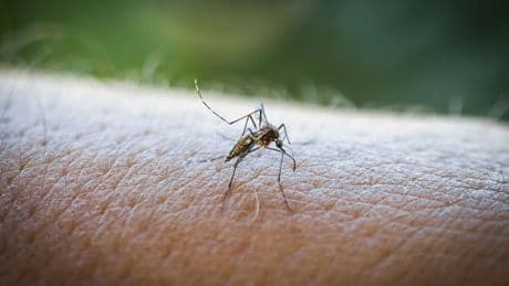Çin'de görülen ve hızla yayılan Chikungunya virüsünden korkmalı mıyız?