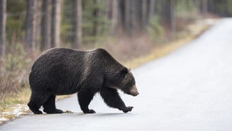 B.C.’s new, Indigenous-led grizzly bear stewardship framework inches towards finish line