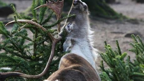 Q-koorts in dierentuin Kerkrade, klein risico voor bezoekers