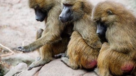 Nürnberg: Tiergarten verfüttert getötete Paviane an Raubtiere