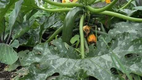 Gartenarbeit: Mehltau bekämpfen: Fünf Hausmittel gegen den lästigen Pilzrasen