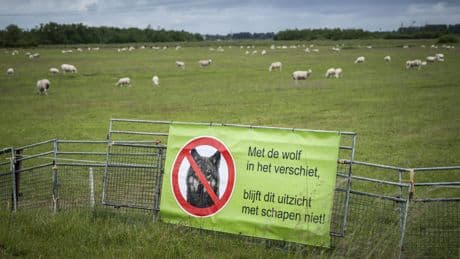 Dit jaar al 497 wolvenaanvallen op vee, fors meer dan jaar eerder