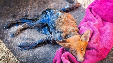 Fox left screaming for hours after becoming submerged and stuck in thick oil