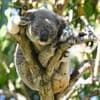Hoffnung für Beuteltiere: Australien lässt Impfstoff gegen tödliche Koala-Krankheit zu