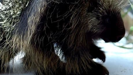 Spiny stowaway: Porcupine travels from northern B.C. to Kelowna inside plane wreckage