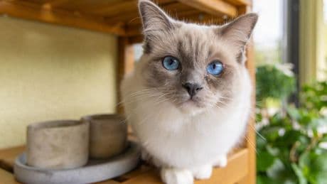 Areneros para gatos que no lo parecen y que son un mueble decorativo más para tu casa