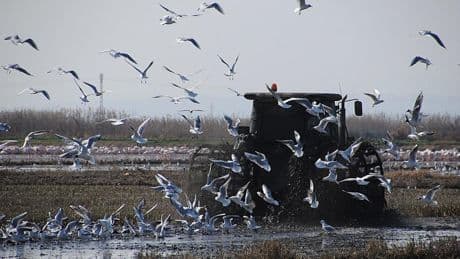 Día Mundial de las Aves Migratorias: los mejores lugares de España para observarlas