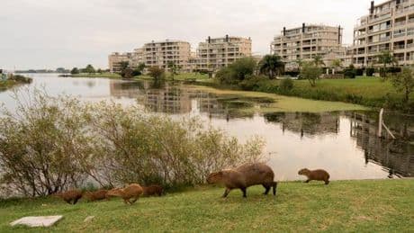 Les capybaras sèment la zizanie dans la banlieue chic de Buenos Aires