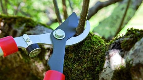 Haz que tu jardín hable bien de ti. Elige hoy las mejores tijeras  de podar