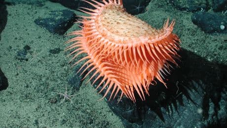 Humans still haven't seen 99.999% of the deep seafloor