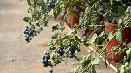 AgTech’s New Era: A Data Gilded Age For Global Resilience
