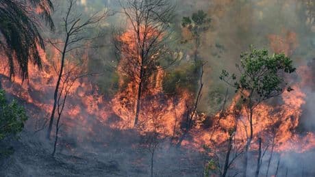 Imágenes del día: incendios, inundaciones y otras realidades del mundo