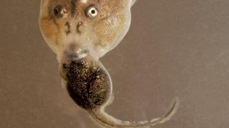 Chez certains têtards de crapaud, le cannibalisme est toujours prêt à ressurgir