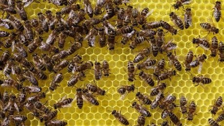Tiere und Hobby: Imker ernten wegen trockenen Wetters weniger Honig