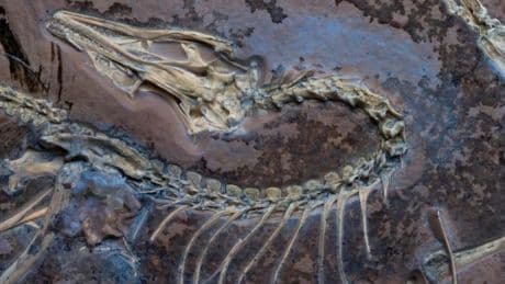 Ein Fossil, das den Urvogel näherbringt