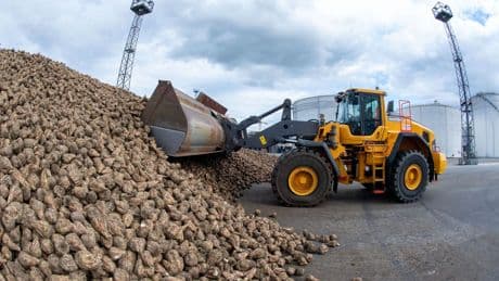Zuckerrüben: Rübenkampagne der Anklamer Zuckerfabrik gestartet