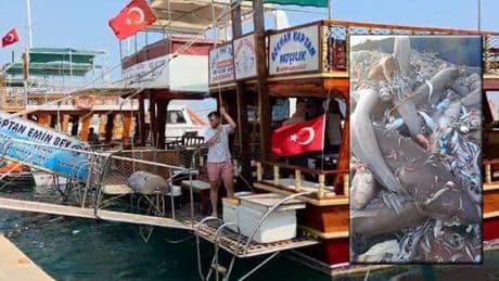 Mersin'de 8 köpek balığı görülmüştü! Turizmcilerden tepki: Mümkün değil