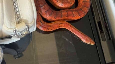 Girl's 3rd birthday party descends into chaos after real SNAKE falls out toy box