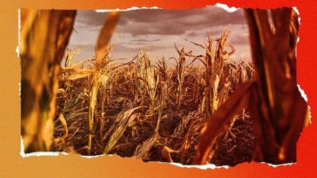 Prolifération de ravageurs, famine, pollution des eaux… Quand la disparition des insectes provoquera des réactions en chaîne incalculables