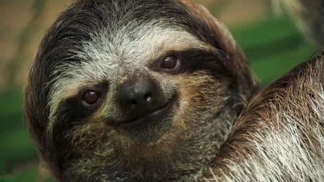 Warning signs to look out for as 'sloth virus' hits people in UK
