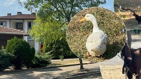Yalova’da tepki çeken hayvan besleme yasağı! Belediyeden açıklama geldi
