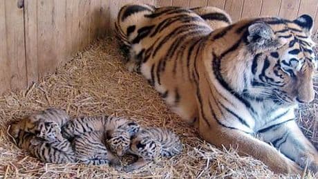 Zoo Magdeburg: Sibirisches Tigerweibchen Stormi erdrückt Junges
