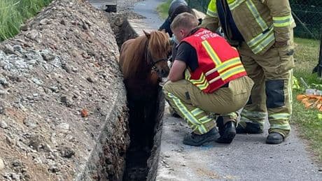 Tierische Rettung - Vergaloppiert! Pony steckt bis zum Hals im Graben