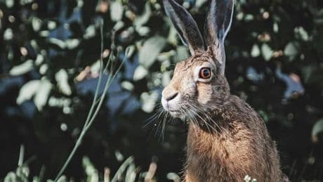 "Hase und ich" von Chloe Dalton: In die Freiheit hoppeln
