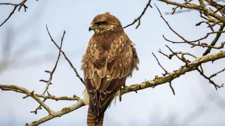 Tierschutz: Mäusebussard in Nordhessen mit Schrotkugel erschossen