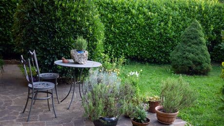 Kein Kirschlorbeer: 4 Pflanzen sind in Ihrem Garten besser