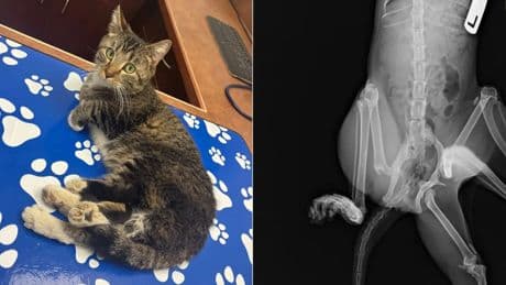 La historia de superación de Bitsy, nacida con seis patas tras &#039;absorber&#039; a su gemela: &quot;Un caso en un millón&quot;