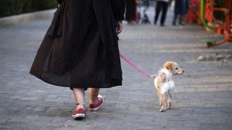 «Une menace pour la santé publique et la paix» : en Iran, plusieurs villes interdisent de promener les chiens