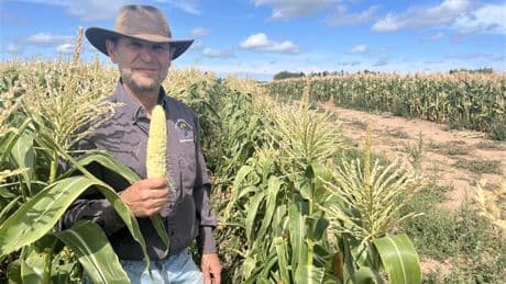 ‘Used up every drop of water’: Drought conditions wreak havoc on N.B. farmers’ crops
