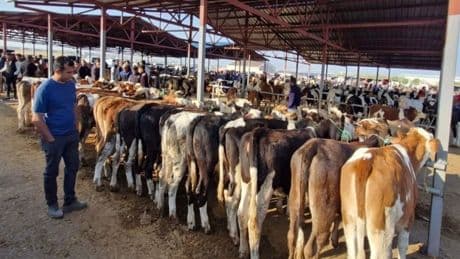 Kırşehir'de canlı hayvan pazarı, 'şap' gerekçesiyle geçici olarak kapatıldı