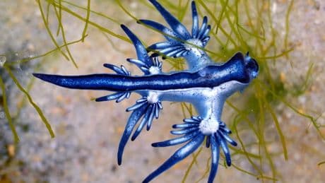 La aparición del dragón azul obliga a cerrar las playas en Guardamar del Segura