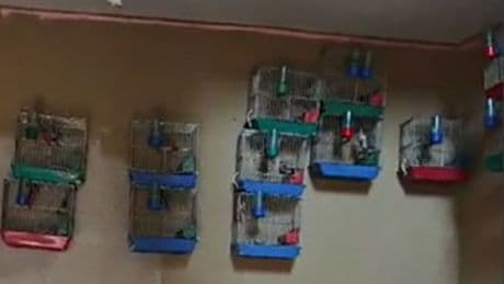 Evinde saka kuşu bulunan şahsa 151 bin 200 lira para cezası