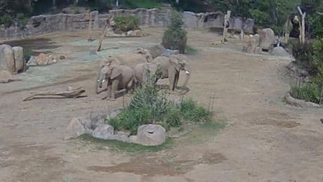 Überwachungsvideo zeigt „Elefanten-Wagenburg“ zum Schutz der Jungtiere