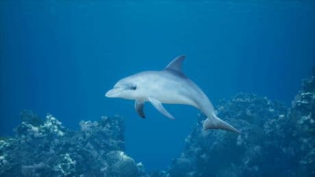 Google veut parler aux dauphins grâce à l'IA: un rêve de science-fiction bientôt réalité?