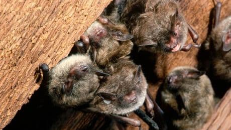Rabies horror as hundreds possibly exposed to deadly infection in bat-infested cabins