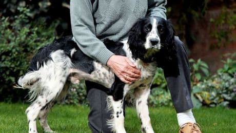 'Heroic' dogs have a 'sixth sense' for their owners' feelings, say Brits