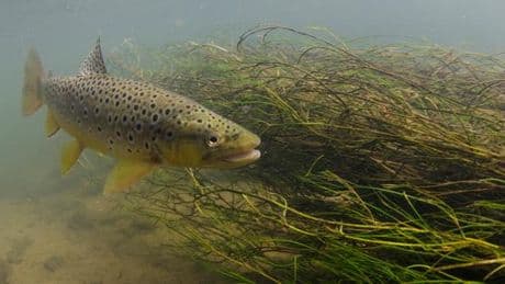 Biodiversité : au Royaume-Uni, menace sur les rivières de craie, « derniers habitats irremplaçables » du pays