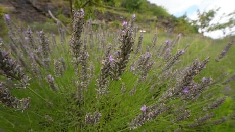 Freizeit: Lavendelduft oder Teatime: Hier gibt's Urlaubsfeeling daheim