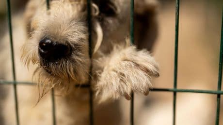 İş stresi köpekleri de vuruyor