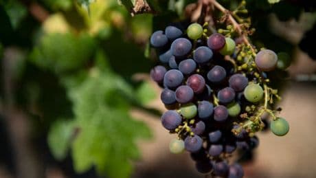 Une menace pour les vins? Pourquoi les vignes européennes sont celles qui souffrent le plus du changement climatique