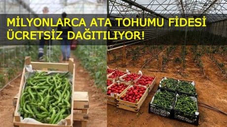 Aydın'dan Türkiye'ye örnek proje: Milyonlarca ata tohumu fidesi ücretsiz dağıtılıyor!