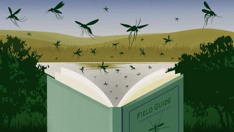 Your guide to identifying the 7 most dangerous mosquitoes in the US