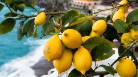 Limoneti di Amalfi: eccellenza agricola  patrimonio Fao