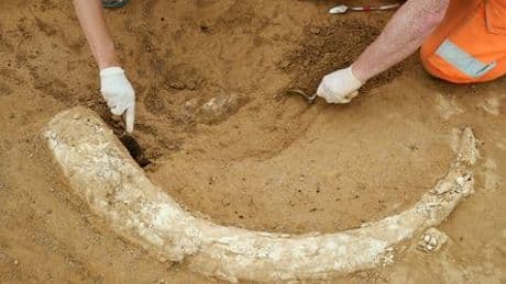 Baden-Württemberg: Eiszeitlicher Mammutzahn auf Baustelle entdeckt